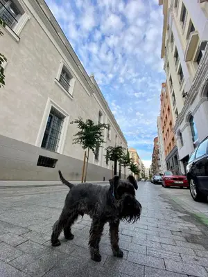 Mascotas con sus dueños en Home sharing La Justicia