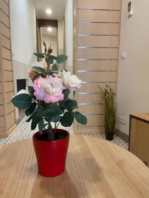 Plano de Orquidea
