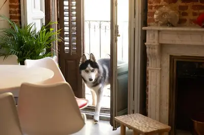 Mascotas con sus dueños en 7 Matices