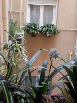 Jardín al aire libre en Hostal del Pez Azul