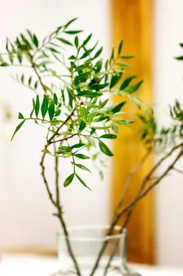 Plano de Jardines Boutique