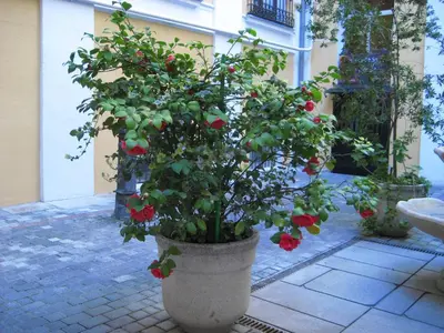 Jardín al aire libre en Hostal Huespedes Toledo