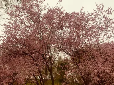 Jardín al aire libre en Hostal Patria Madrid