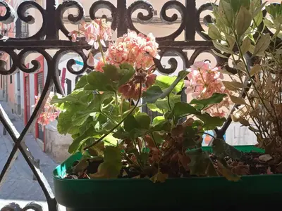 Jardín al aire libre en Apartamento Lavapies al lado del Rastro