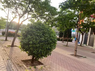 Plano de Cosmopolita Madrid zona Céntrica